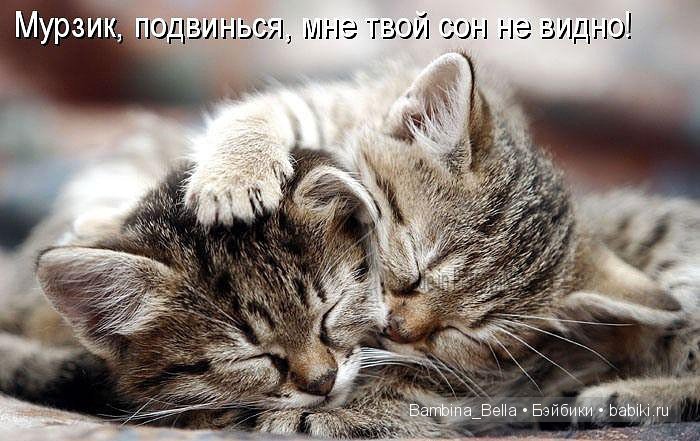 Кошачьи нежности — Болталка и разговоры обо всем: жизнь