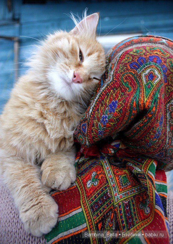 Кошачьи нежности — Болталка и разговоры обо всем: жизнь