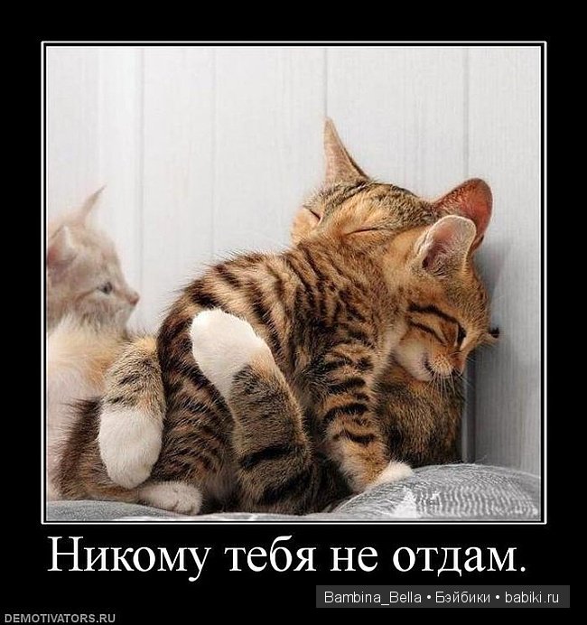 Кошачьи нежности — Болталка и разговоры обо всем: жизнь