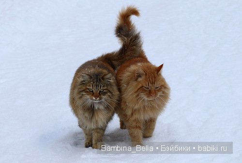 Кошачьи нежности — Болталка и разговоры обо всем: жизнь