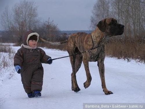 Немецкие доги - Аполлоны среди собак | Бэйбики Немецкие доги - Аполлоны среди собак