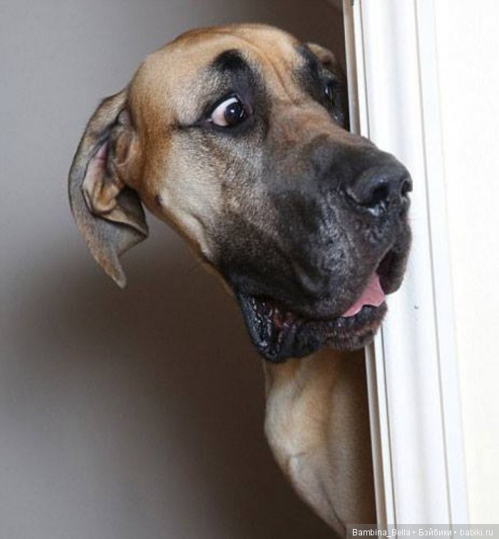 Немецкие доги - Аполлоны среди собак | Бэйбики Немецкие доги - Аполлоны среди собак (фото 5)