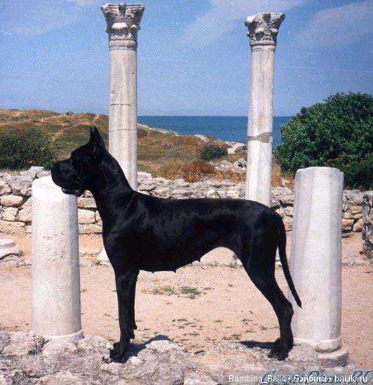 Немецкие доги - Аполлоны среди собак | Бэйбики Немецкие доги - Аполлоны среди собак