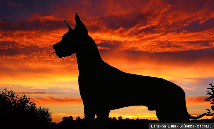 Немецкие доги - Аполлоны среди собак | Бэйбики Немецкие доги - Аполлоны среди собак