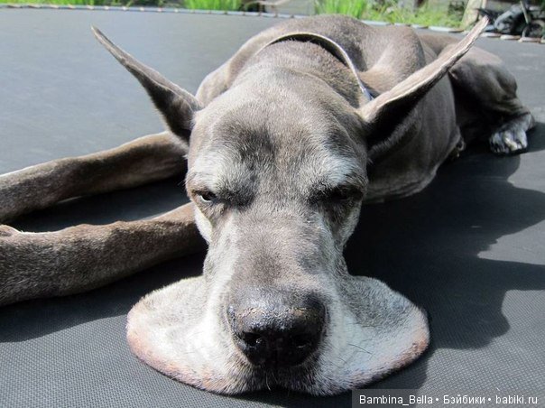 Немецкие доги - Аполлоны среди собак | Бэйбики Немецкие доги - Аполлоны среди собак (фото 2)