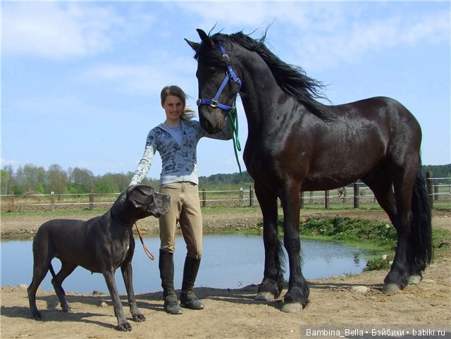 Немецкие доги - Аполлоны среди собак | Бэйбики Немецкие доги - Аполлоны среди собак