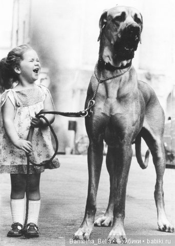 Немецкие доги - Аполлоны среди собак | Бэйбики Немецкие доги - Аполлоны среди собак