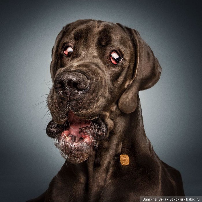 Немецкие доги - Аполлоны среди собак | Бэйбики Немецкие доги - Аполлоны среди собак