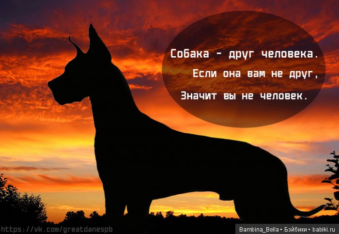 Немецкие доги - Аполлоны среди собак | Бэйбики Немецкие доги - Аполлоны среди собак