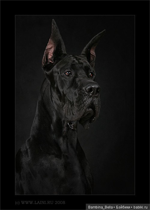 Немецкие доги - Аполлоны среди собак | Бэйбики Немецкие доги - Аполлоны среди собак