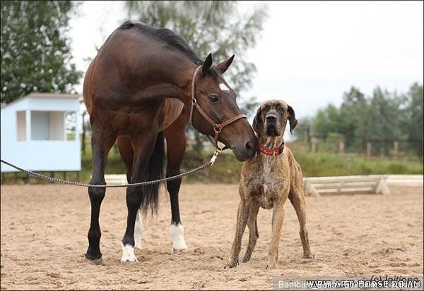 Немецкие доги - Аполлоны среди собак | Бэйбики Немецкие доги - Аполлоны среди собак