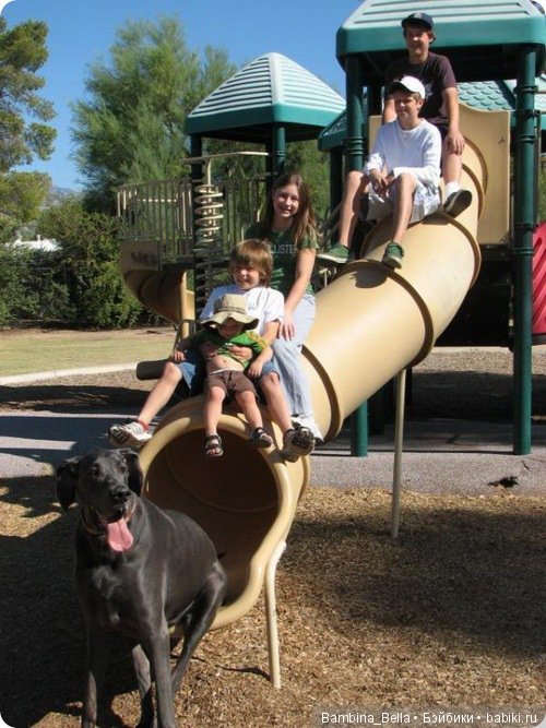 Немецкие доги - Аполлоны среди собак | Бэйбики Немецкие доги - Аполлоны среди собак