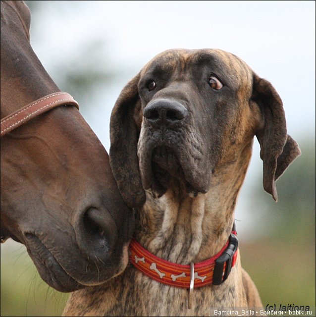 Немецкие доги - Аполлоны среди собак | Бэйбики Немецкие доги - Аполлоны среди собак