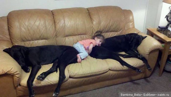 Немецкие доги - Аполлоны среди собак | Бэйбики Немецкие доги - Аполлоны среди собак