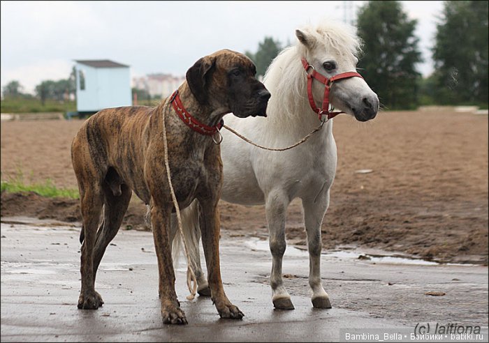 Немецкие доги - Аполлоны среди собак | Бэйбики Немецкие доги - Аполлоны среди собак