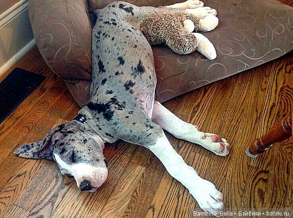 Немецкие доги - Аполлоны среди собак | Бэйбики Немецкие доги - Аполлоны среди собак