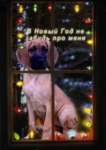 Немецкие доги - Аполлоны среди собак | Бэйбики Немецкие доги - Аполлоны среди собак