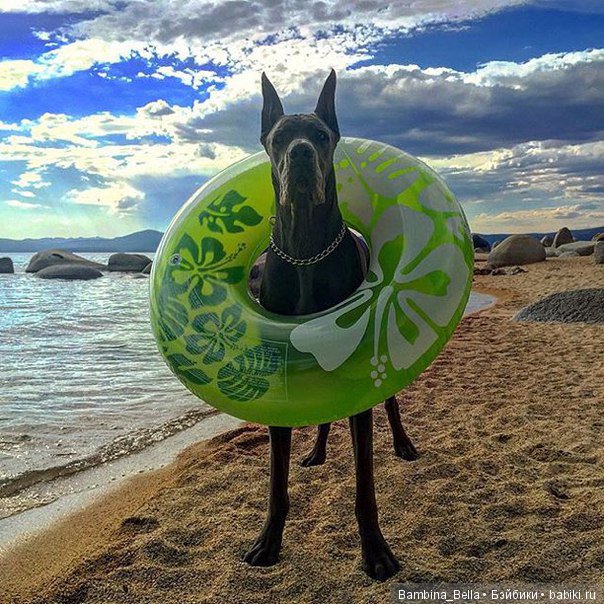 Немецкие доги - Аполлоны среди собак | Бэйбики Немецкие доги - Аполлоны среди собак