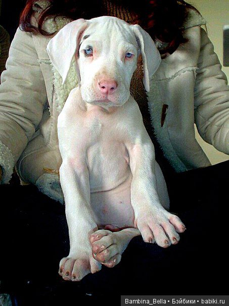 Немецкие доги - Аполлоны среди собак | Бэйбики Немецкие доги - Аполлоны среди собак