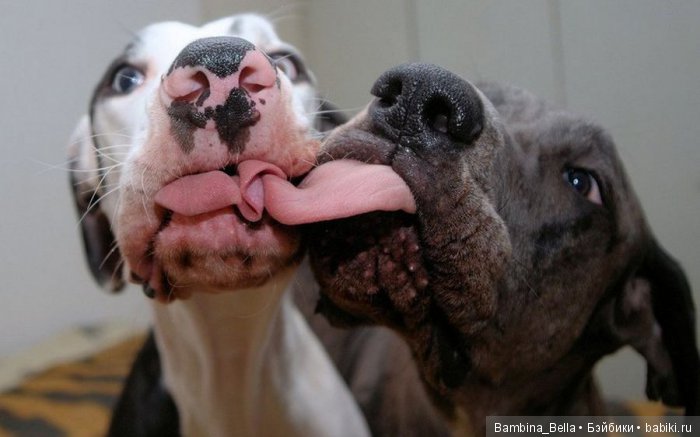 Немецкие доги - Аполлоны среди собак | Бэйбики Немецкие доги - Аполлоны среди собак