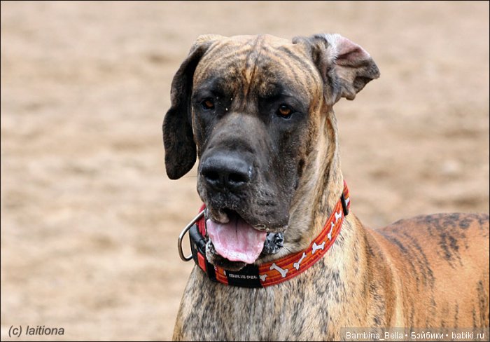 Немецкие доги - Аполлоны среди собак | Бэйбики Немецкие доги - Аполлоны среди собак