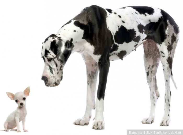 Немецкие доги - Аполлоны среди собак | Бэйбики Немецкие доги - Аполлоны среди собак