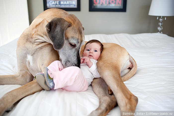 Немецкие доги - Аполлоны среди собак | Бэйбики Немецкие доги - Аполлоны среди собак