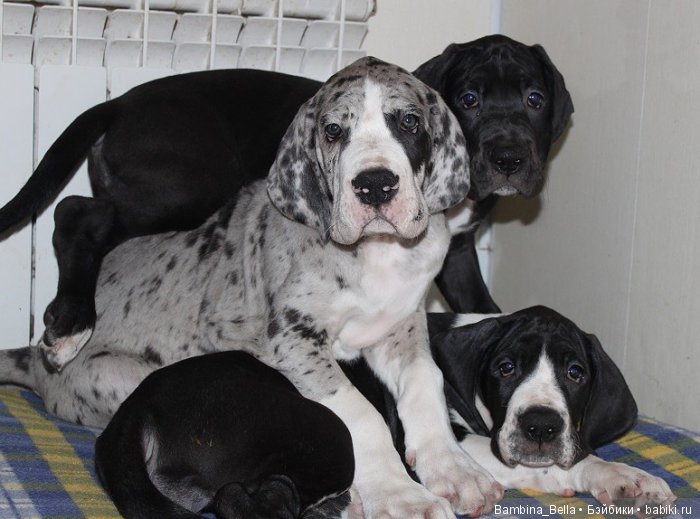 Немецкие доги - Аполлоны среди собак | Бэйбики Немецкие доги - Аполлоны среди собак