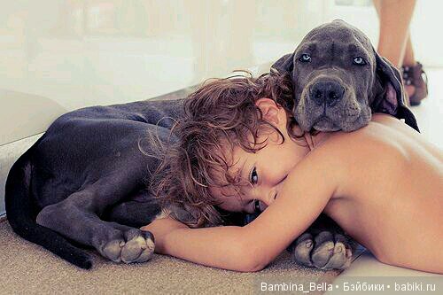 Немецкие доги - Аполлоны среди собак | Бэйбики Немецкие доги - Аполлоны среди собак