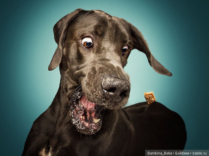 Немецкие доги - Аполлоны среди собак | Бэйбики Немецкие доги - Аполлоны среди собак