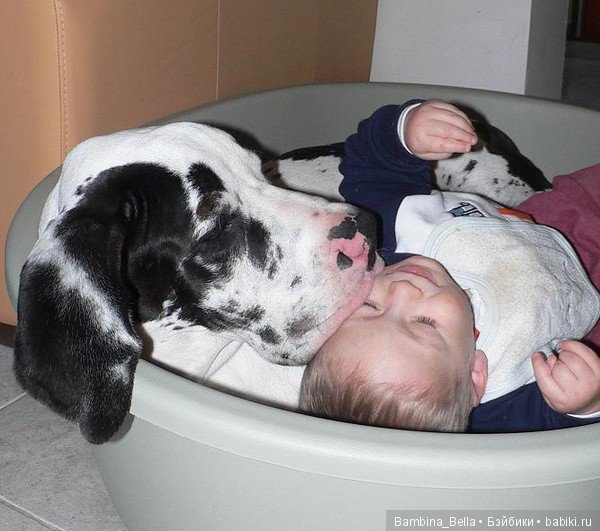 Немецкие доги - Аполлоны среди собак | Бэйбики Немецкие доги - Аполлоны среди собак