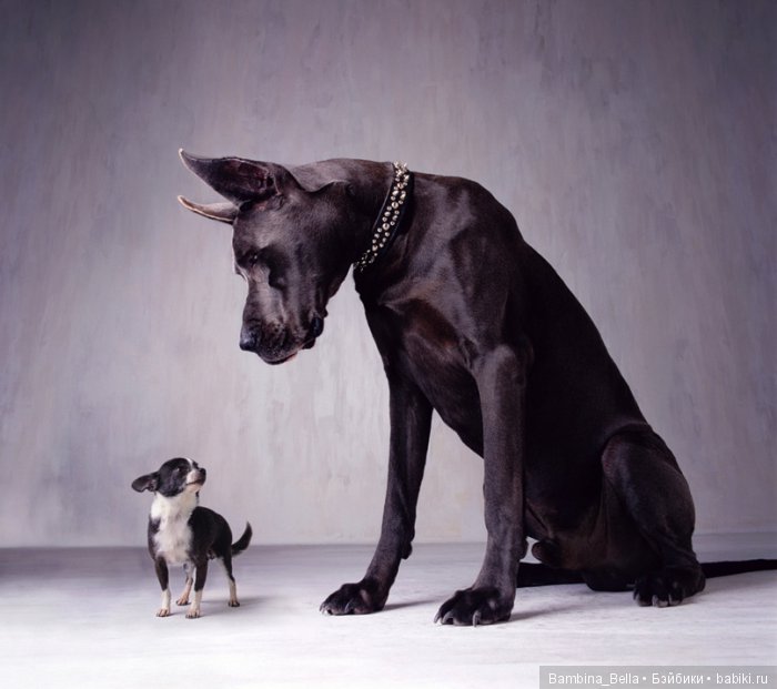 Немецкие доги - Аполлоны среди собак | Бэйбики Немецкие доги - Аполлоны среди собак