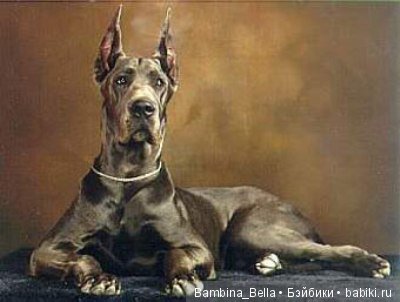 Немецкие доги - Аполлоны среди собак | Бэйбики Немецкие доги - Аполлоны среди собак