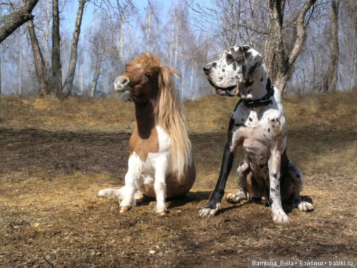 Немецкие доги - Аполлоны среди собак | Бэйбики Немецкие доги - Аполлоны среди собак