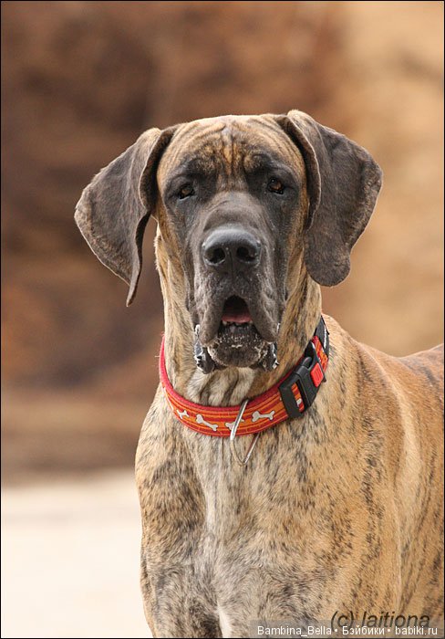 Немецкие доги - Аполлоны среди собак | Бэйбики Немецкие доги - Аполлоны среди собак