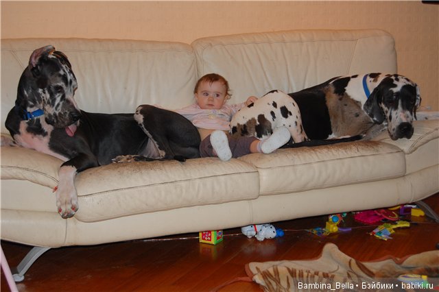 Немецкие доги - Аполлоны среди собак | Бэйбики Немецкие доги - Аполлоны среди собак