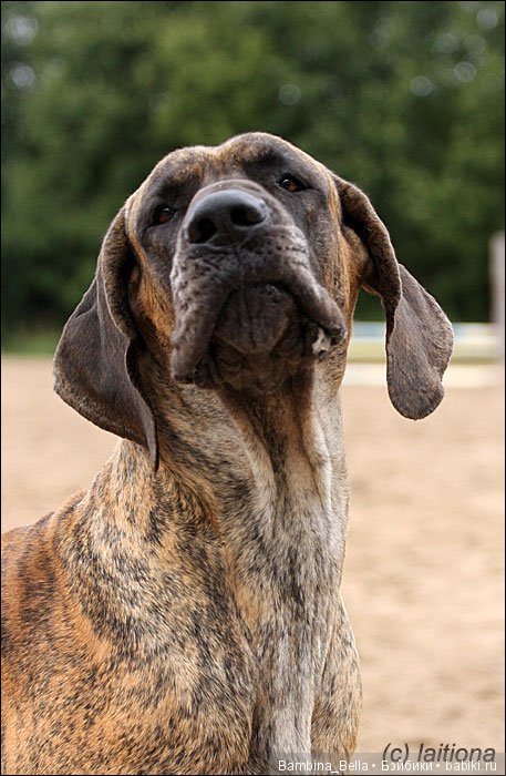 Немецкие доги - Аполлоны среди собак | Бэйбики Немецкие доги - Аполлоны среди собак