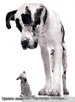 Немецкие доги - Аполлоны среди собак | Бэйбики Немецкие доги - Аполлоны среди собак