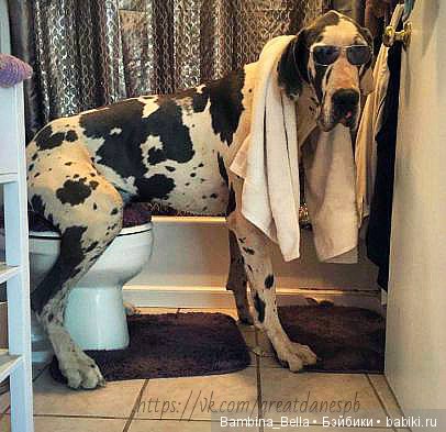 Немецкие доги - Аполлоны среди собак | Бэйбики Немецкие доги - Аполлоны среди собак (фото 8)