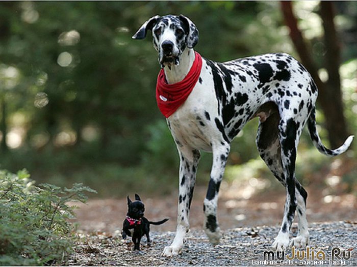 Немецкие доги - Аполлоны среди собак | Бэйбики Немецкие доги - Аполлоны среди собак