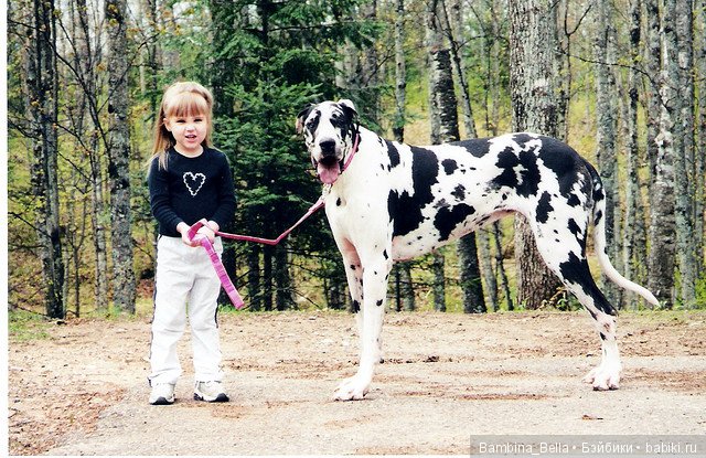 Немецкие доги - Аполлоны среди собак | Бэйбики Немецкие доги - Аполлоны среди собак