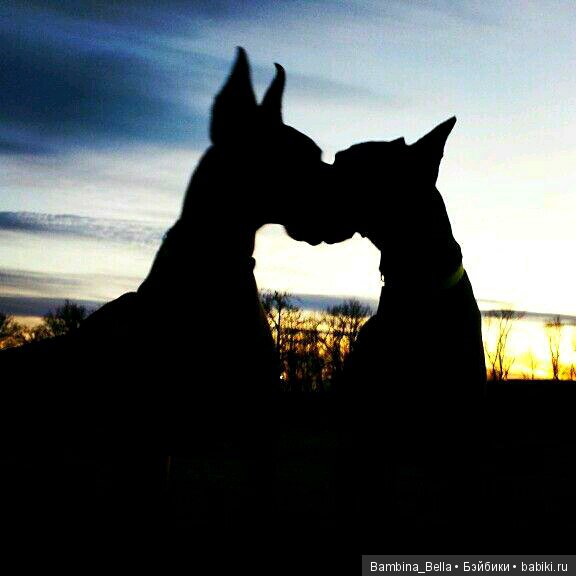 Немецкие доги - Аполлоны среди собак | Бэйбики Немецкие доги - Аполлоны среди собак