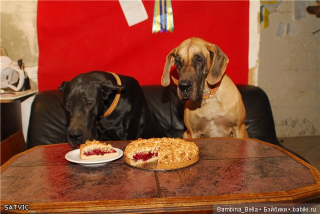 Немецкие доги - Аполлоны среди собак | Бэйбики Немецкие доги - Аполлоны среди собак