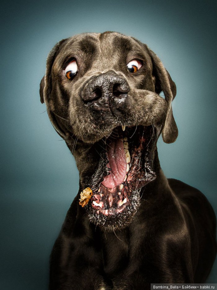 Немецкие доги - Аполлоны среди собак | Бэйбики Немецкие доги - Аполлоны среди собак