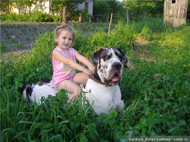 Немецкие доги - Аполлоны среди собак | Бэйбики Немецкие доги - Аполлоны среди собак