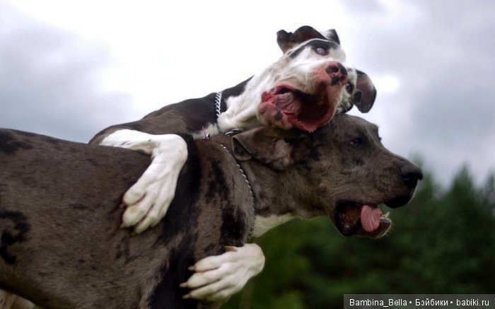 Немецкие доги - Аполлоны среди собак | Бэйбики Немецкие доги - Аполлоны среди собак