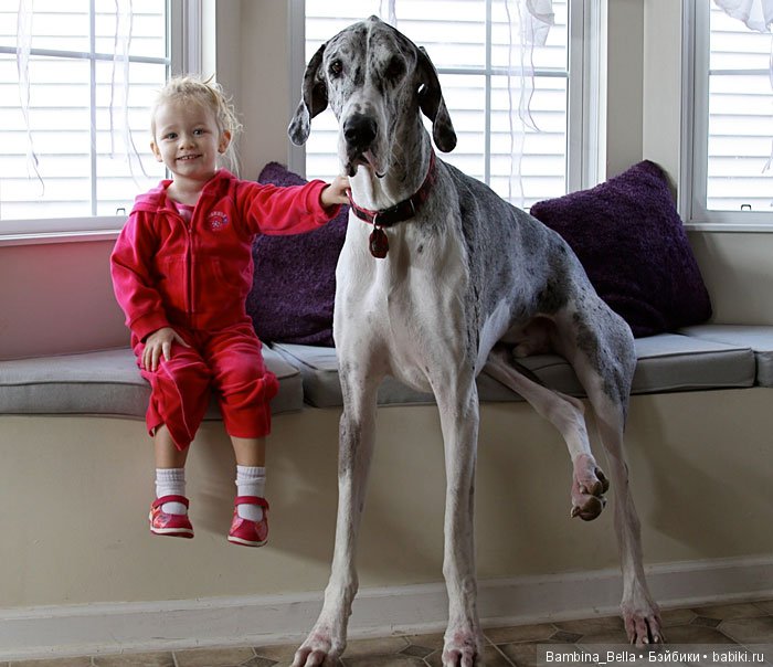 Немецкие доги - Аполлоны среди собак | Бэйбики Немецкие доги - Аполлоны среди собак