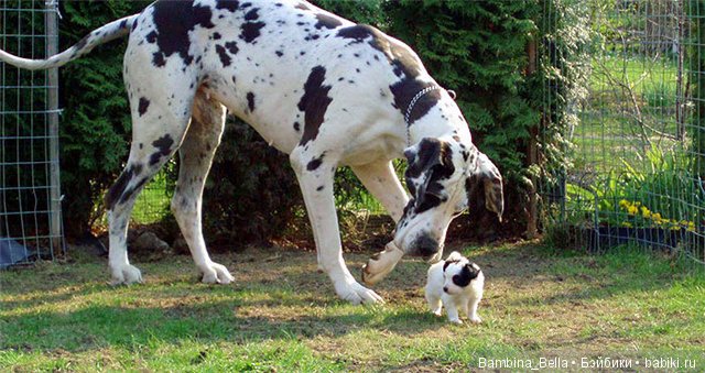 Немецкие доги - Аполлоны среди собак | Бэйбики Немецкие доги - Аполлоны среди собак