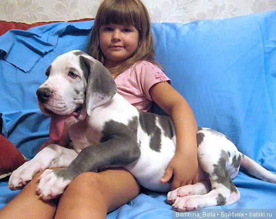 Немецкие доги - Аполлоны среди собак | Бэйбики Немецкие доги - Аполлоны среди собак