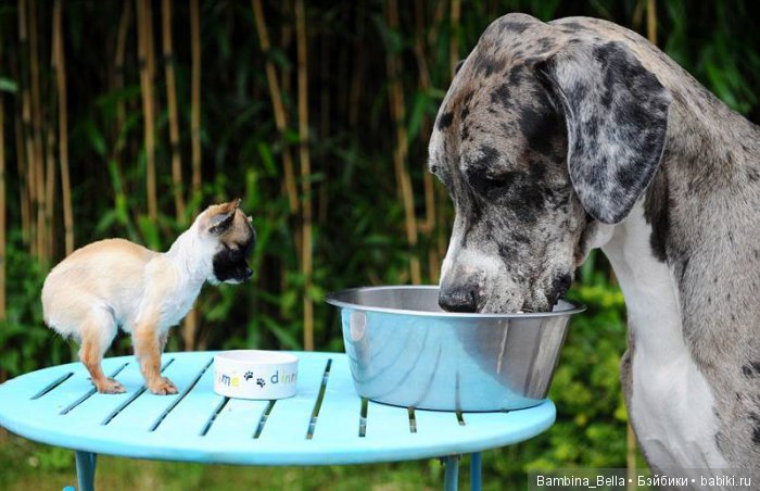 Немецкие доги - Аполлоны среди собак | Бэйбики Немецкие доги - Аполлоны среди собак